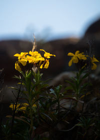 Close-up of yellow flowering plant