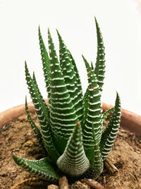Close-up of succulent plant