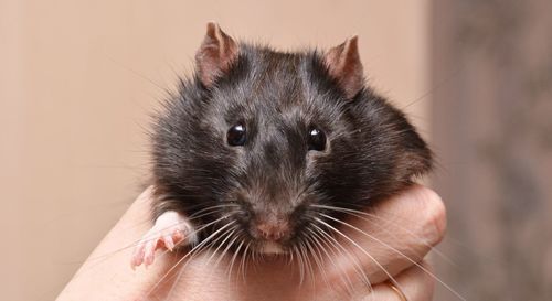 Cropped hand of person holding mouse