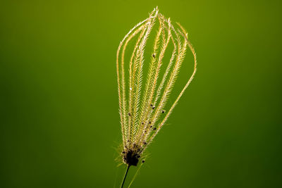 Close-up of insect on flower