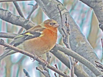 Close-up of bird perching outdoors