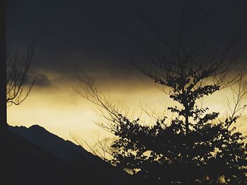 Low angle view of silhouette tree against sky