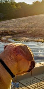 Close-up of dog in lake