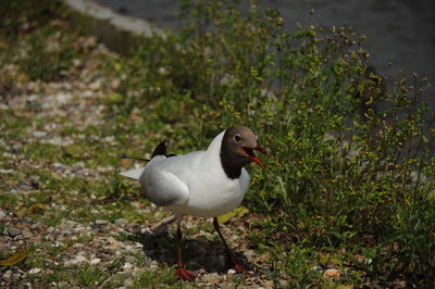 Close-up of bird perching on ground