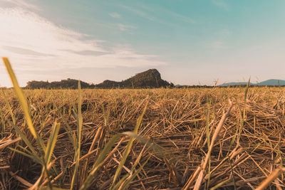 Scenic view of field against sky