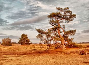 Tree on landscape against sky