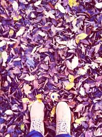 Low section of person standing in autumn leaves