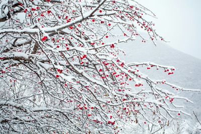 Low angle view of snow covered tree