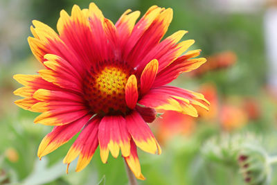 Close-up of red flower