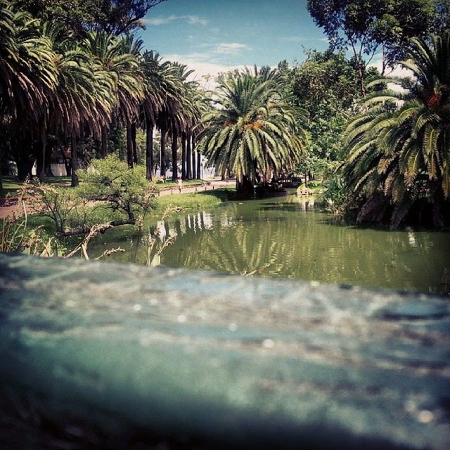 palm tree, tree, water, tranquility, tranquil scene, sky, growth, nature, beauty in nature, scenics, reflection, waterfront, green color, idyllic, pond, outdoors, day, beach, no people, tropical climate