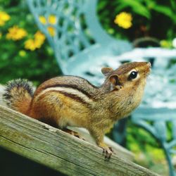 Close-up of squirrel on wood