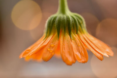 Close-up of orange flower