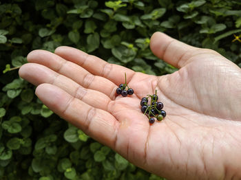 Close-up of hand holding plant