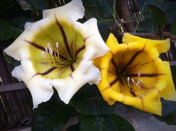 Close-up of yellow flower