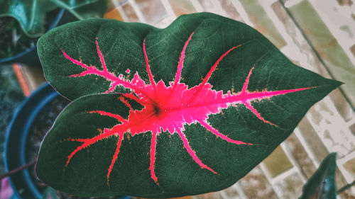 Close-up of red flowering plant