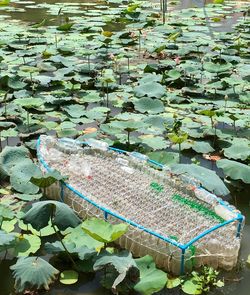 High angle view of lily pads floating on lake