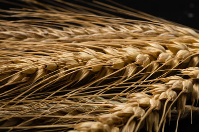 Close-up of wheat growing on field