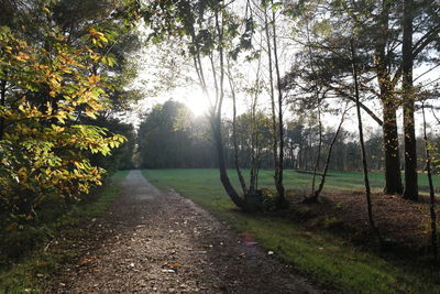 Trees in park