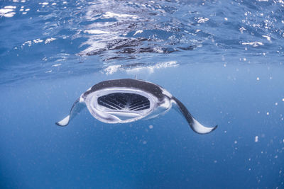 Wide angle view of a school of manta rays, in baa atoll ,madives