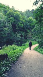 Rear view of woman walking on footpath in forest