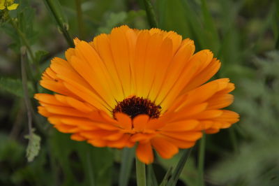 Close-up of orange pot marigold blooming outdoors