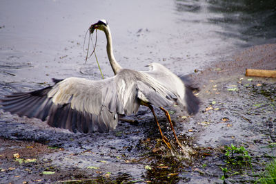 High angle view of gray heron with spread wings standing in lake