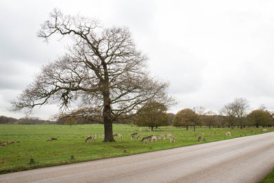 Trees on landscape against sky