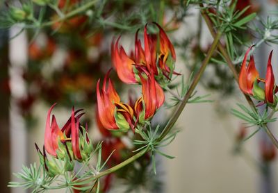 Close-up of red flowering plant