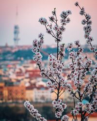 Close-up of pink cherry blossom tree