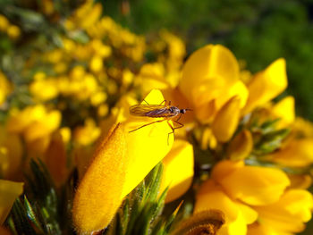 Close-up of insect on yellow flower