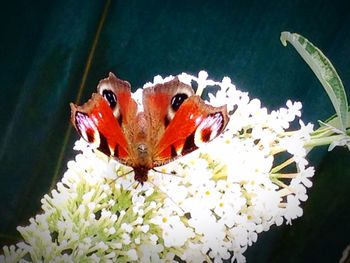 Close-up of butterfly on flower