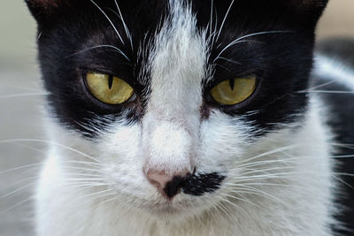 Close-up portrait of a cat