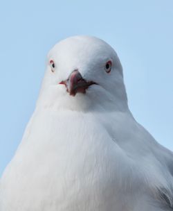 Close-up of seagull