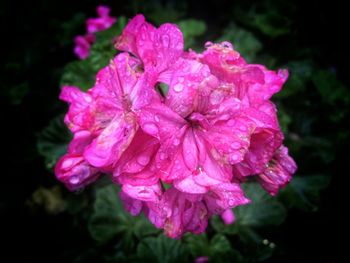 Close-up of pink flowers