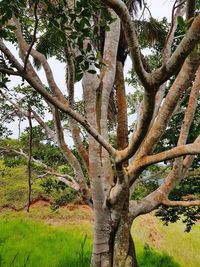 Trees on field against sky