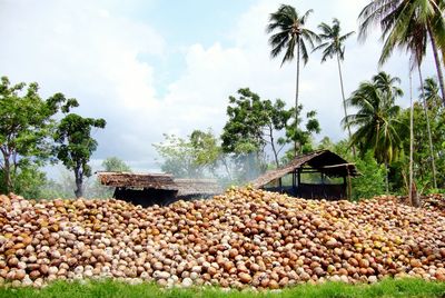 Heap of coconuts on field against sky