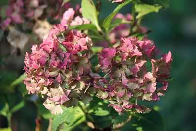 Close-up of pink flowering plant