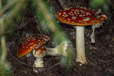 Close-up of fly agaric mushroom in forest