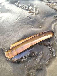 Close-up high angle view of leaves
