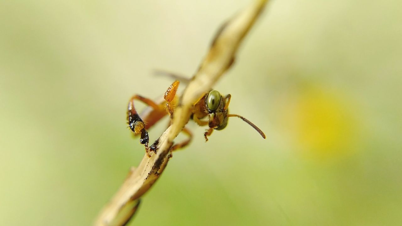 CLOSE-UP OF CATERPILLAR ON LEAF