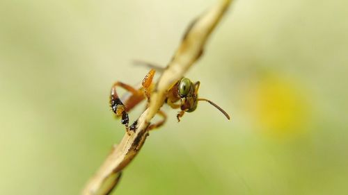 Close-up of insect on leaf