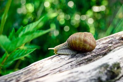 Close-up of snail on log