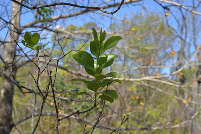 Close-up of leaves on branch