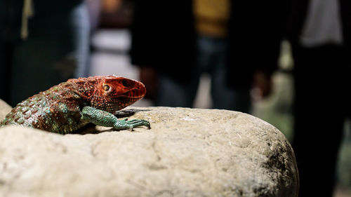 Close-up of lizard on rock