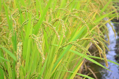 Close-up of wheat growing on field