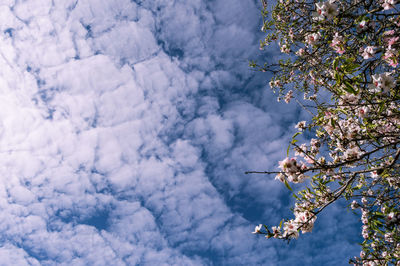 Low angle view of cherry blossom tree against sky