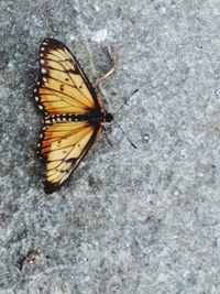 High angle view of butterfly