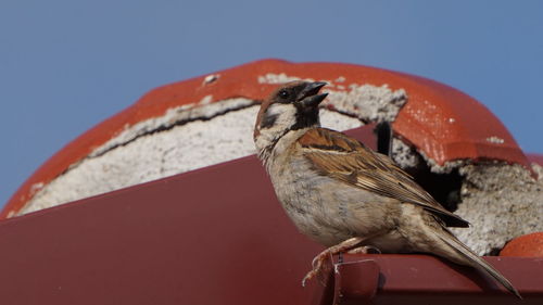 Close-up of a bird