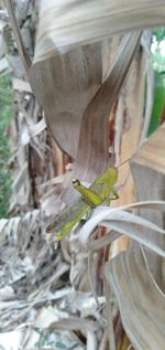 Close-up of lizard on wood