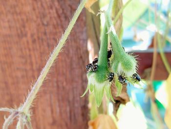 Close-up of caterpillar on plant